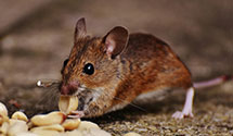 24 Hour & Emergency Exterminators in Flag Center, IL